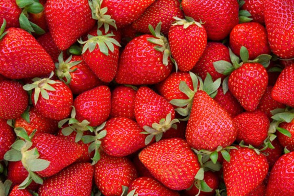 Directly above view of fresh red strawberries. All strawberries are clean with green leaves. There are lots of strawberries which are different sizes filling the frame of photograph.